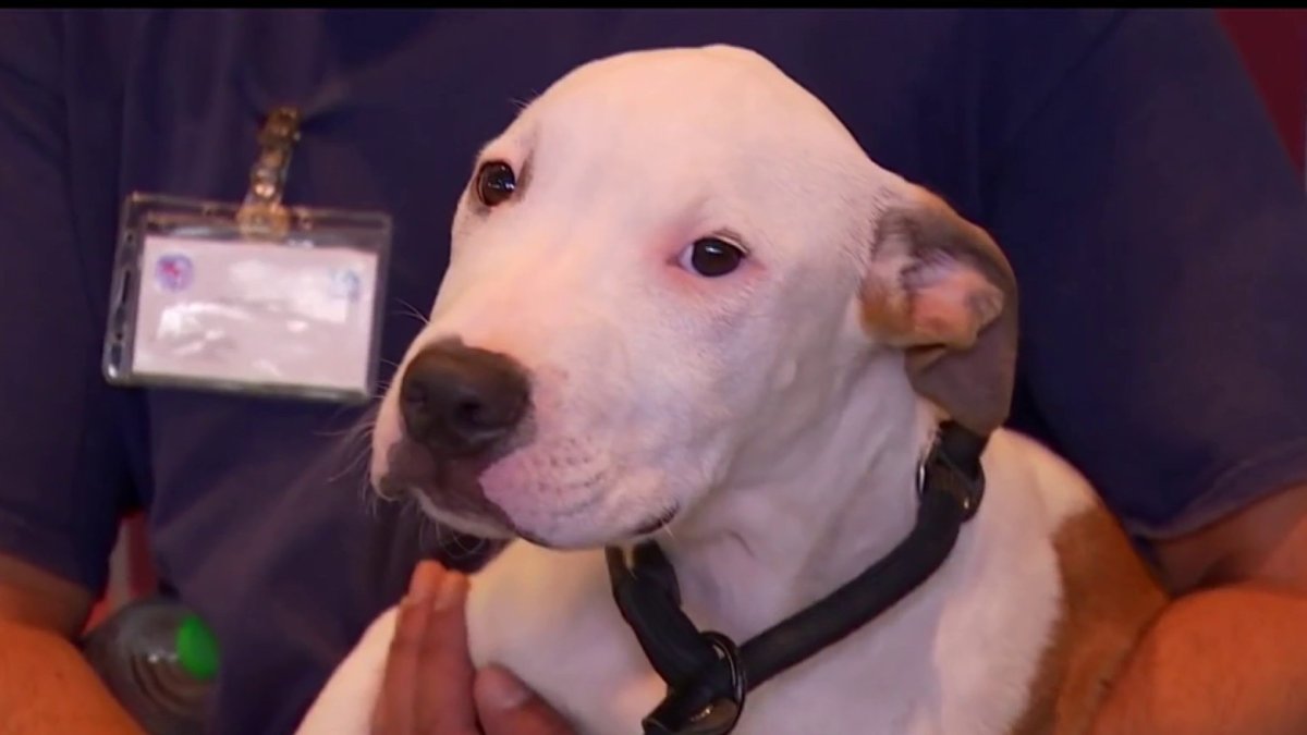 Nearly 100 Dogs Find Homes in Dodger Stadium’s First Pet Adoption Event – NBC Los Angeles