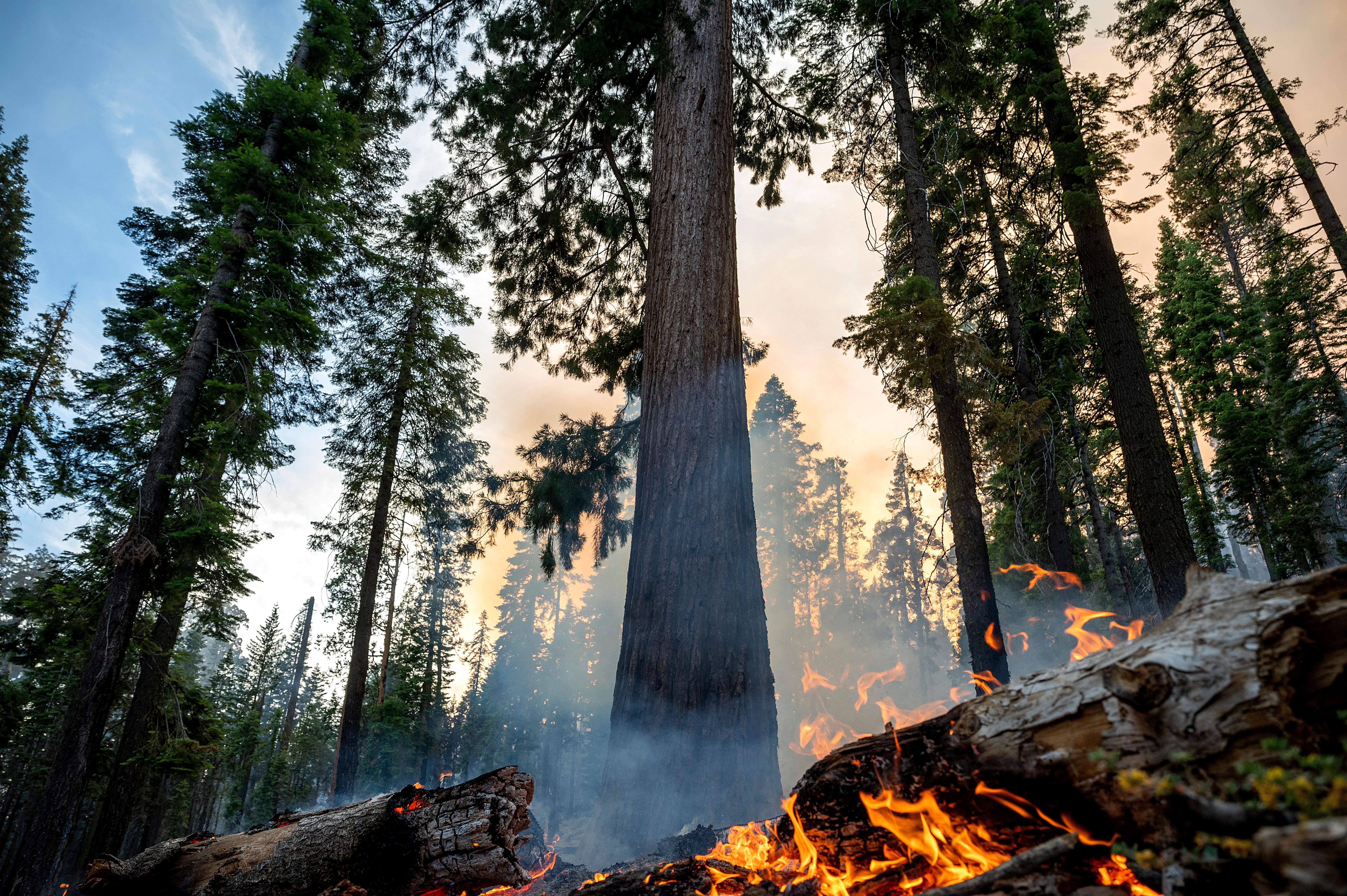 Washburn Fire at Yosemite Threatening Giant Sequoias – NBC Los Angeles - Vimarsana News