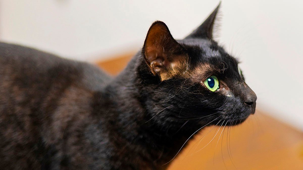 Rowdy the Cat Found Safe at Boston Logan Airport – NBC Los Angeles - Vimarsana News