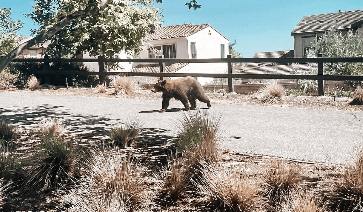 Bear Spotted Roaming Azusa Puts Neighborhood on Alert – NBC Los Angeles - Vimarsana News