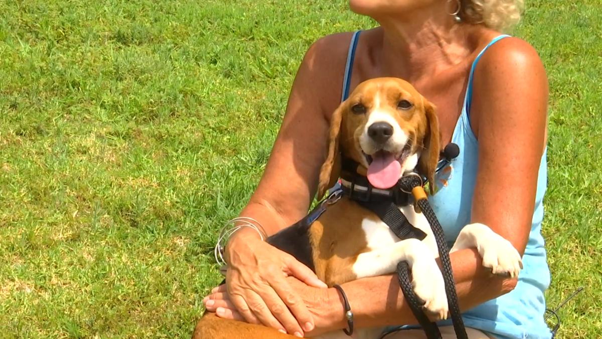 'They Don't Know What Grass Is': Rescued Beagles Get Ready For Adoption in San Diego – NBC Los Angeles - Vimarsana News