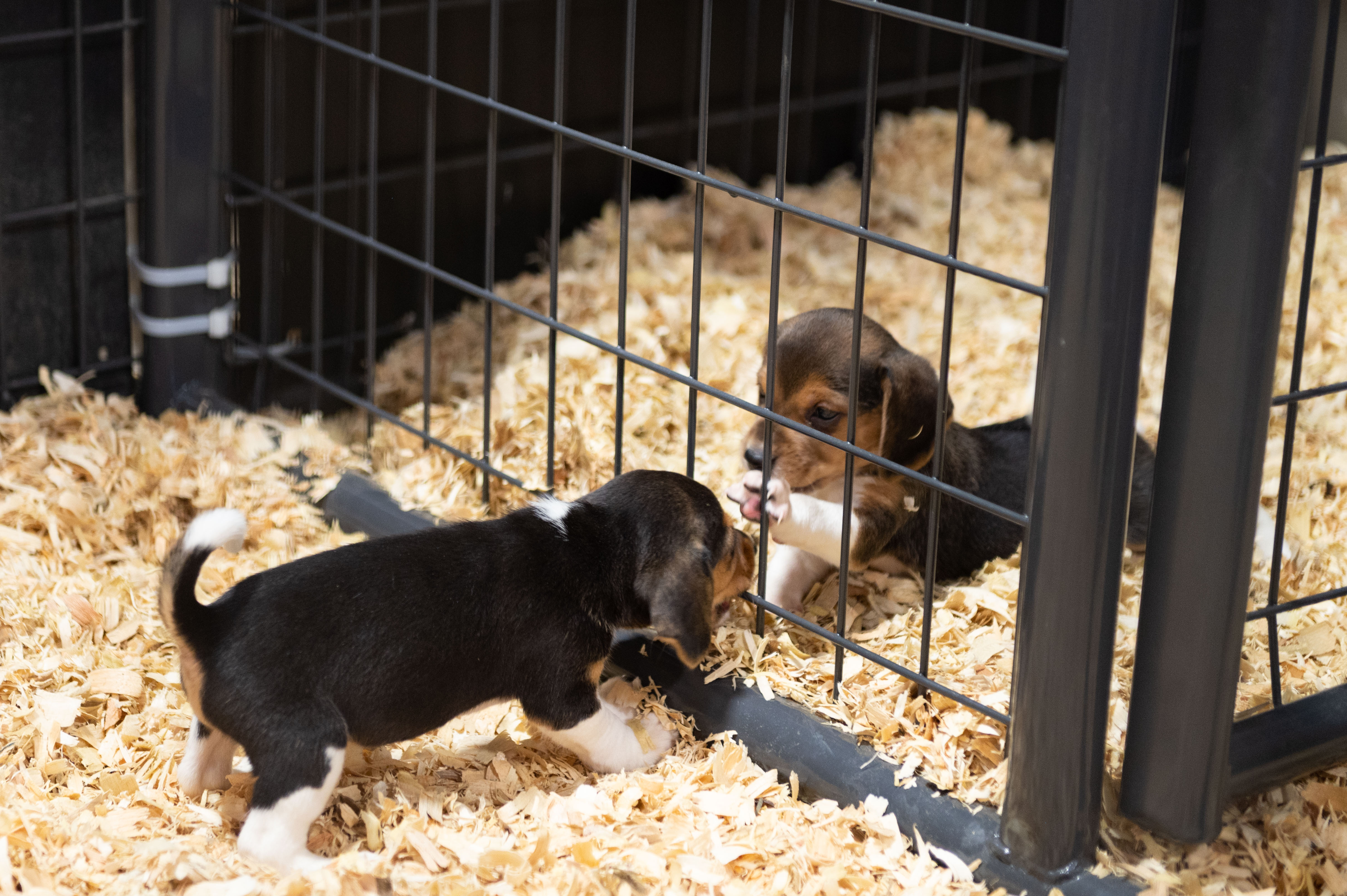 Hundreds of Beagles Rescued From Virginia Headed to Southern California ...