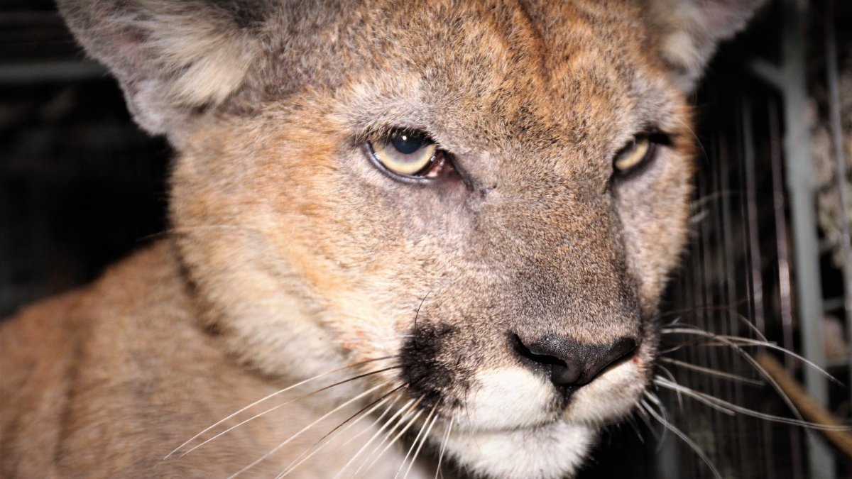 Mountain Lion P89 Killed on 101 Freeway NBC Los Angeles