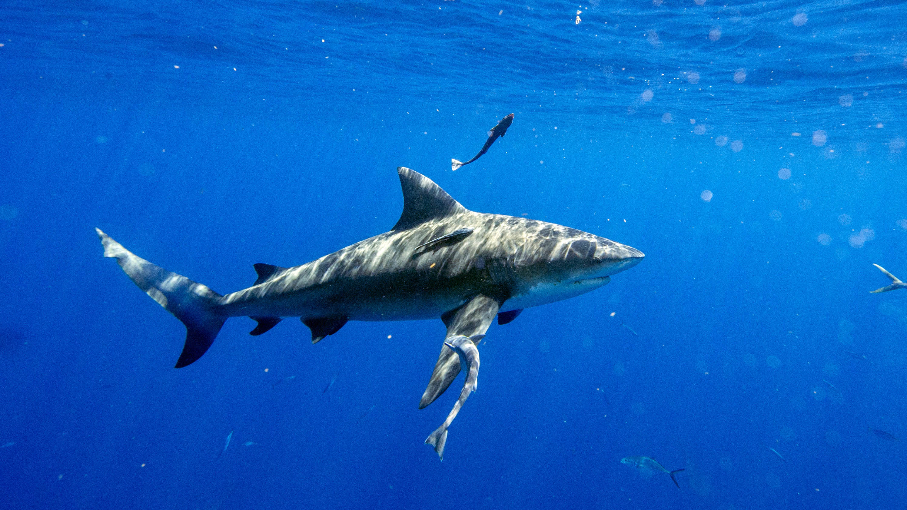 Shark Kills US Tourist Snorkeling in Bahamas: Police – NBC Los Angeles