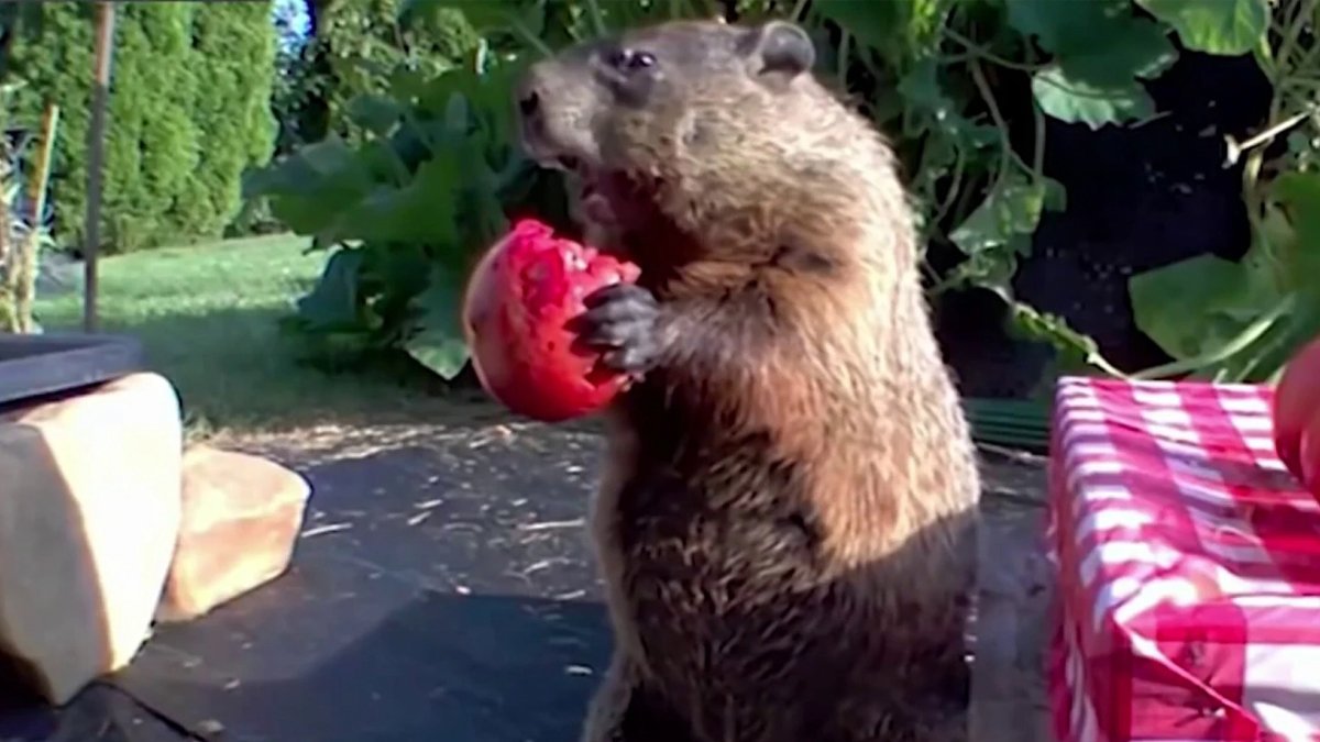 How 'Chunk' the Groundhog Tore Up a Delaware Garden and Became a Global Sensation. – NBC Los Angeles - Vimarsana News