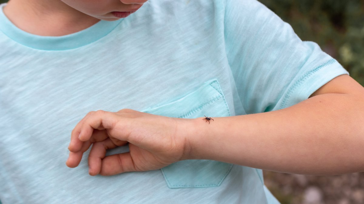 Powassan Virus Is in the News: Here Are 6 Facts About the Tick-Borne Illness - Vimarsana News