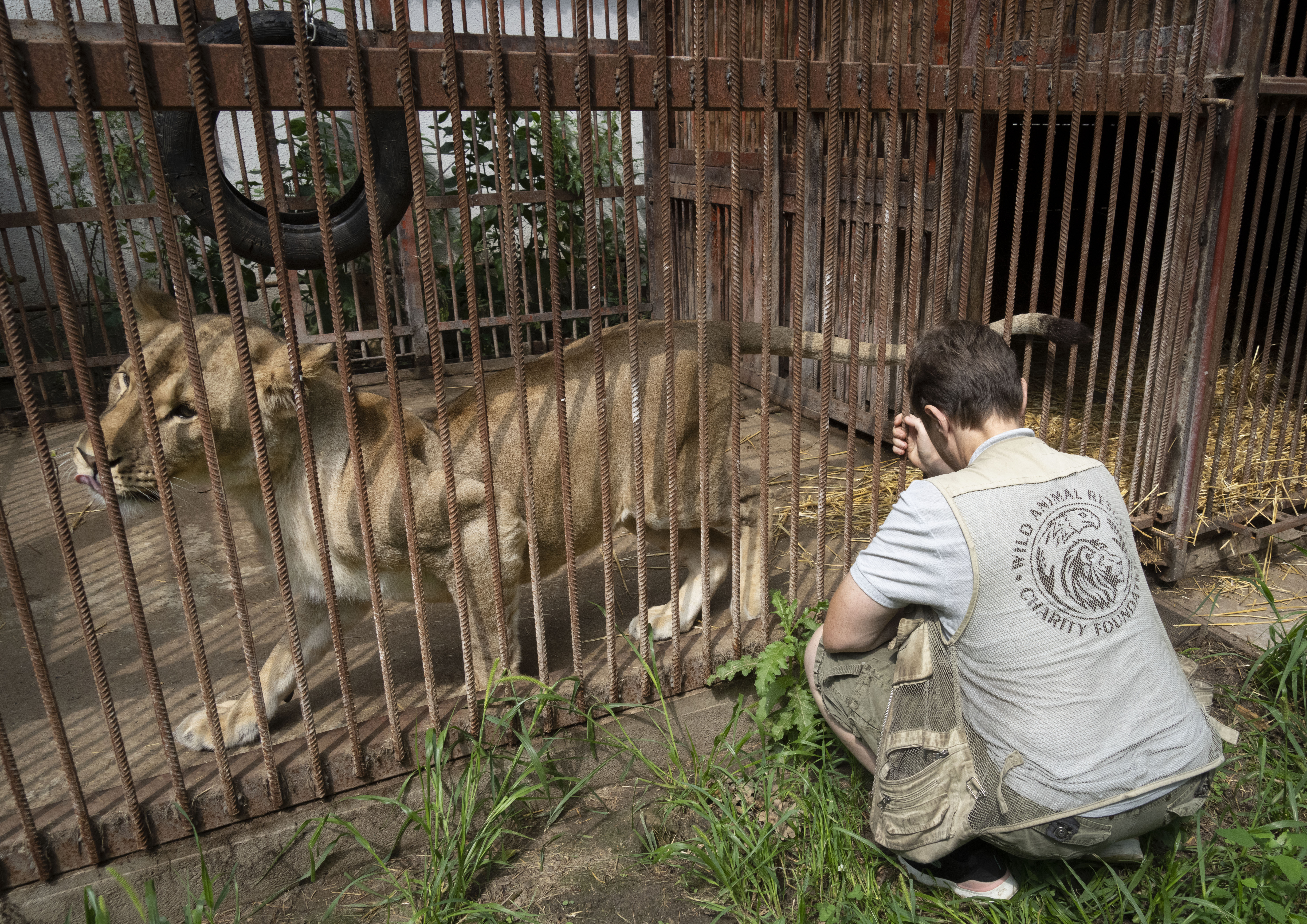 Ukrainian Woman Risks Her Life to Rescue Wild Animals From War – NBC Connecticut Ukrainian Woman Risks Her Life to Rescue Wild Animals From War – NBC Connecticut