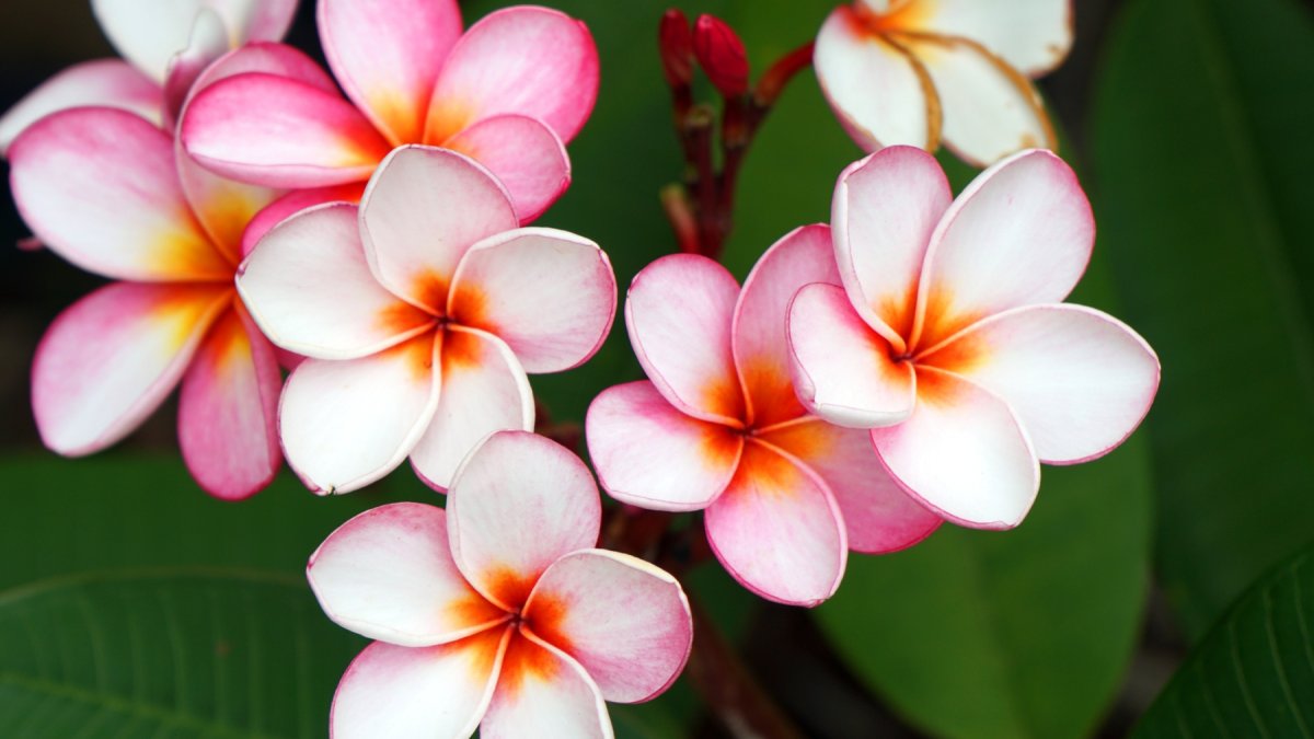 Plumeria Blossoms Reach Their Fragrant Peak at LA Arboretum NBC Los