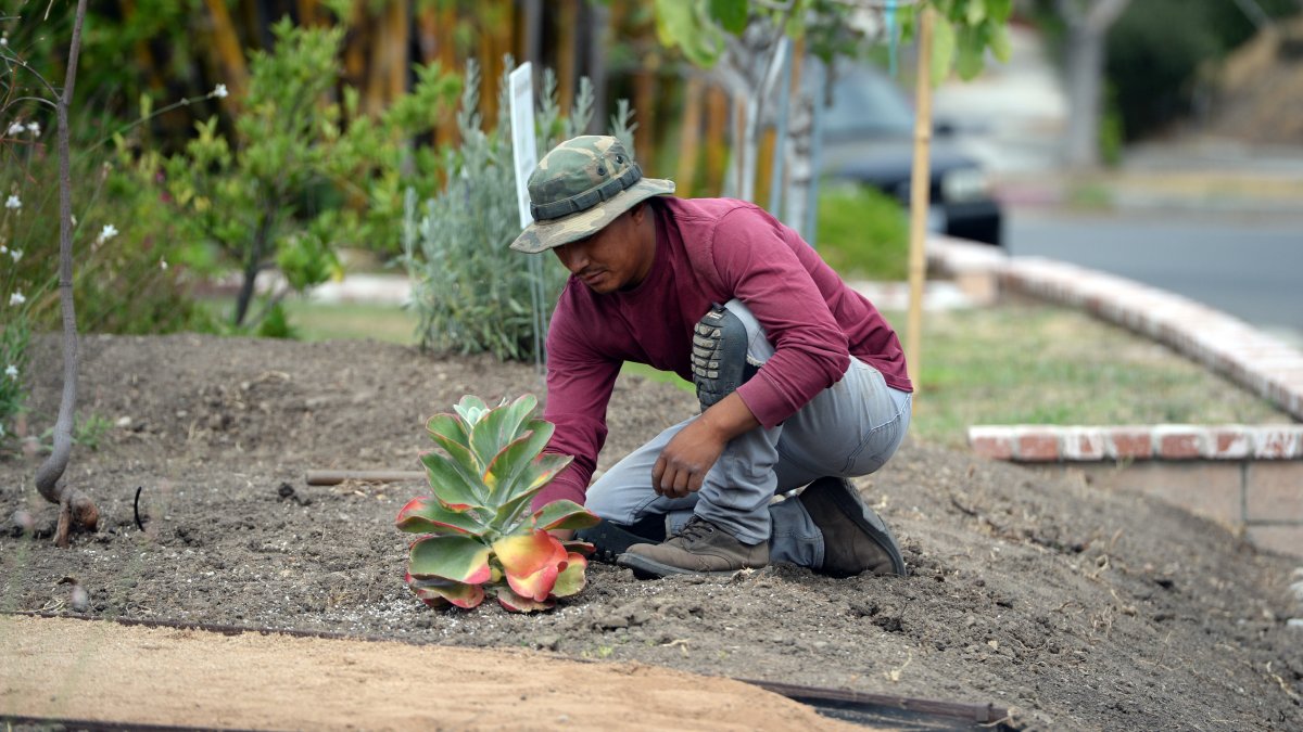How to Transform Your Law Into Drought Tolerant Landscaping – NBC Los Angeles - Vimarsana News