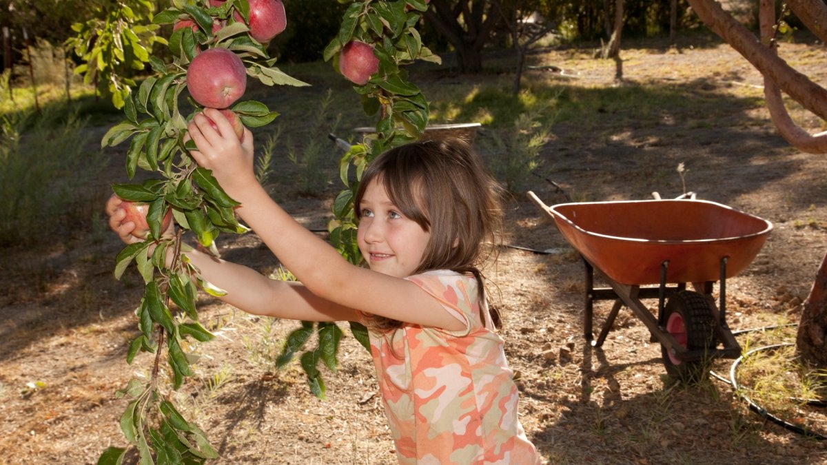 Oak Glen’s Apple Season Gets a Sweet September Start – NBC Los Angeles
