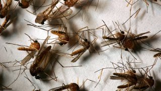 A field sample of mosquitoes that could carry West Nile Virus is seen at offices of the Riverside County Department of Environmental Health on April 26, 2007 in Hemet, California.