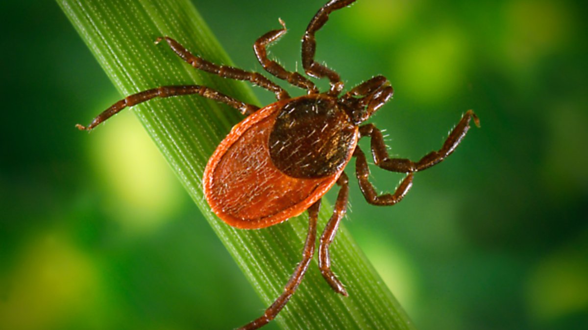 Major Test of Possible Lyme Vaccine Underway – NBC Los Angeles - Vimarsana News
