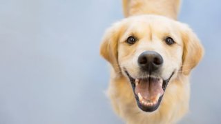 Clear the Shelters dog image