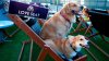 Wooftop Cinema, a Pup-ular Event, to Win Hearts and Wag Tails