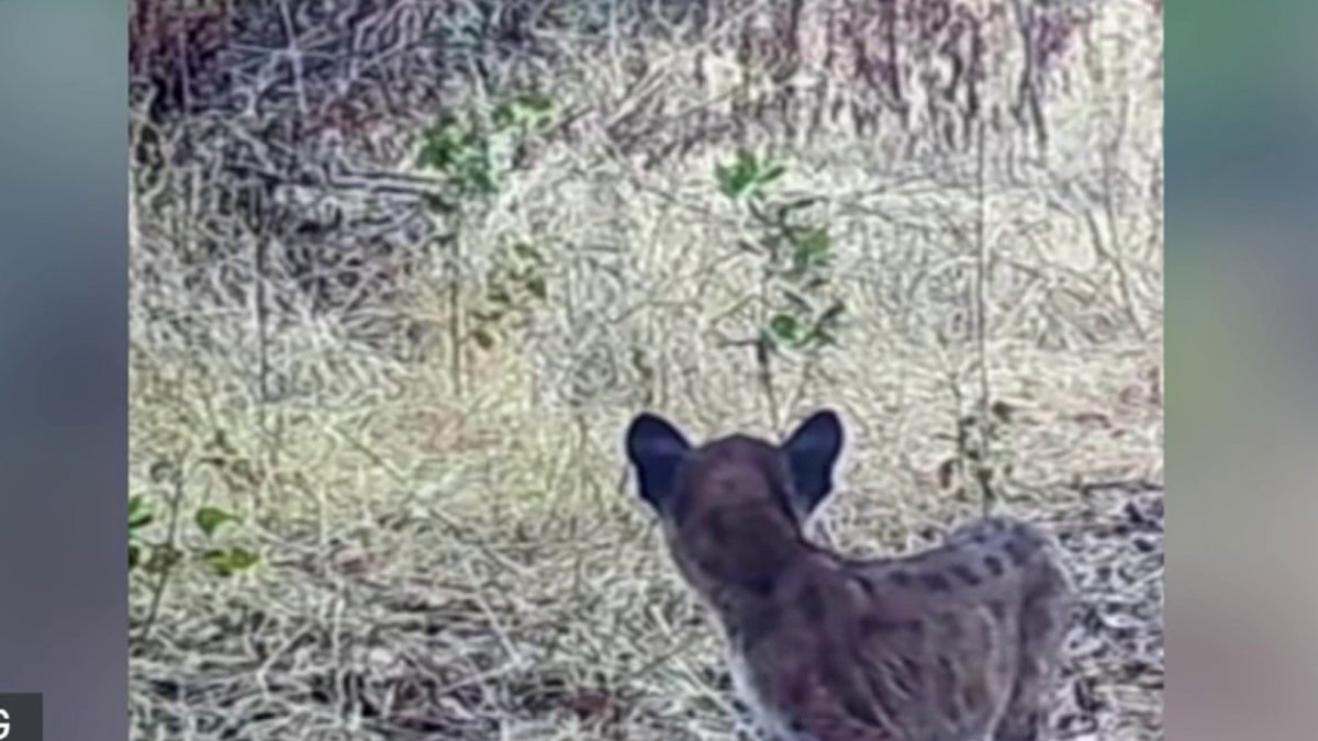 WATCH: Mountain Lion and Cubs Caught on Camera in OC – NBC Los Angeles