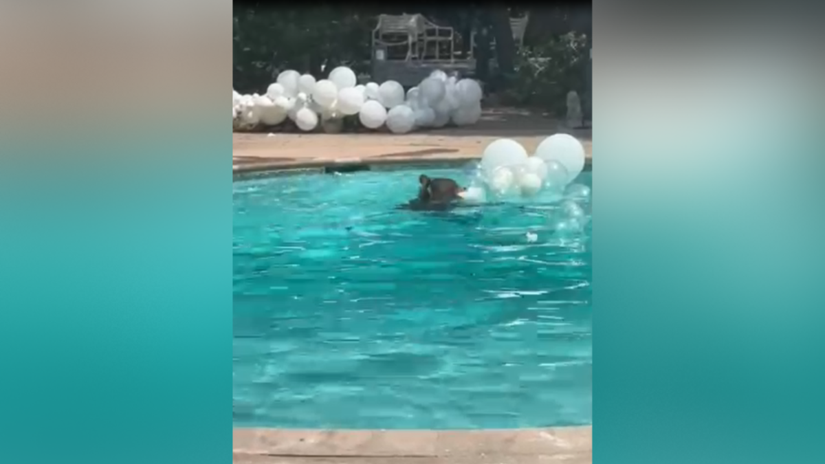 Bear Takes Plunge in SoCal Pool – NBC Los Angeles - Vimarsana News