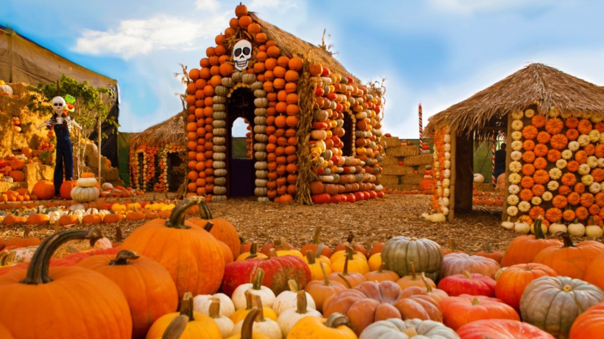 Mr. Bones Pumpkin Patch to Sprout in Culver City - Vimarsana News