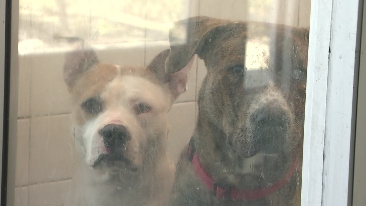 Mobile vet clinic launched in west San Fernando Valley for spay/neuter efforts