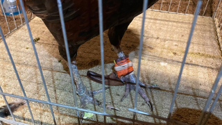 Nearly 150 roosters were euthanized after authorities broke up a cockfighting event at a Riverside County residence.