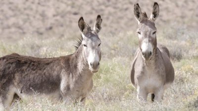 The burro controversy in the California desert