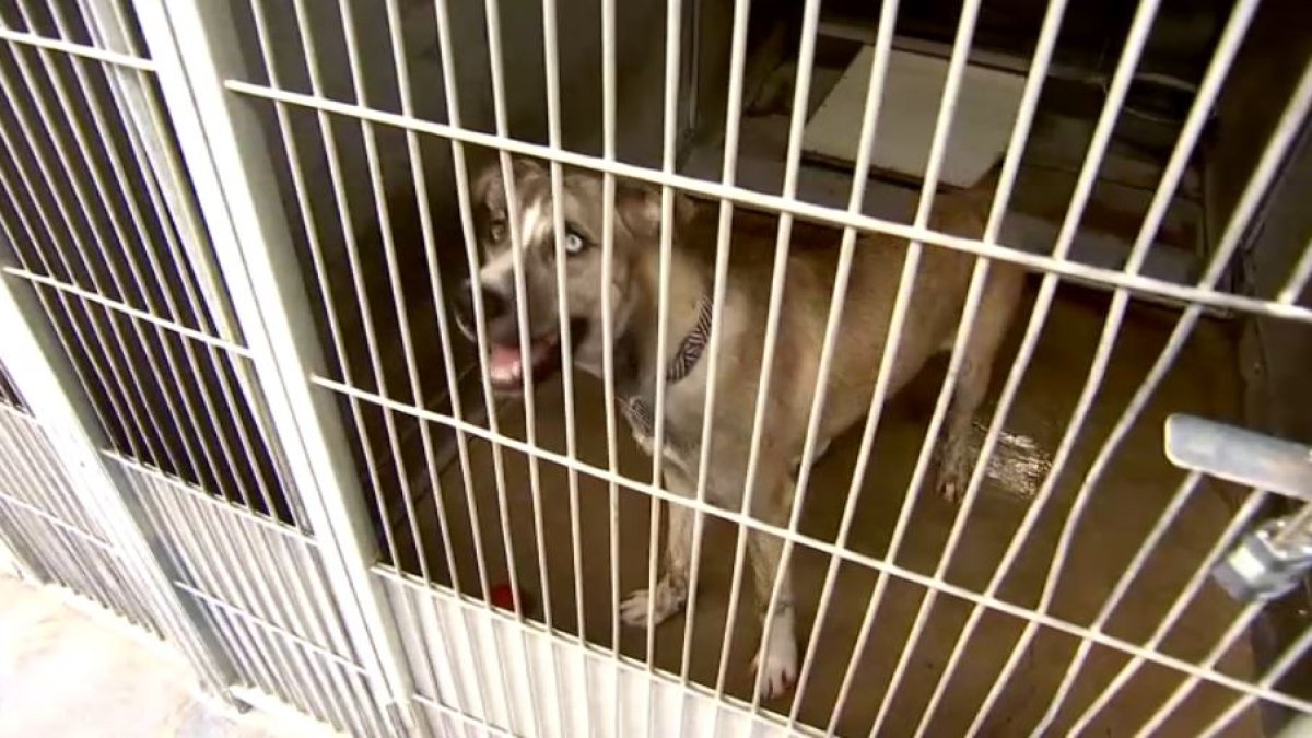 Plenty of Animals Up for Adoption at San Bernardino County Shelters – NBC  Los Angeles
