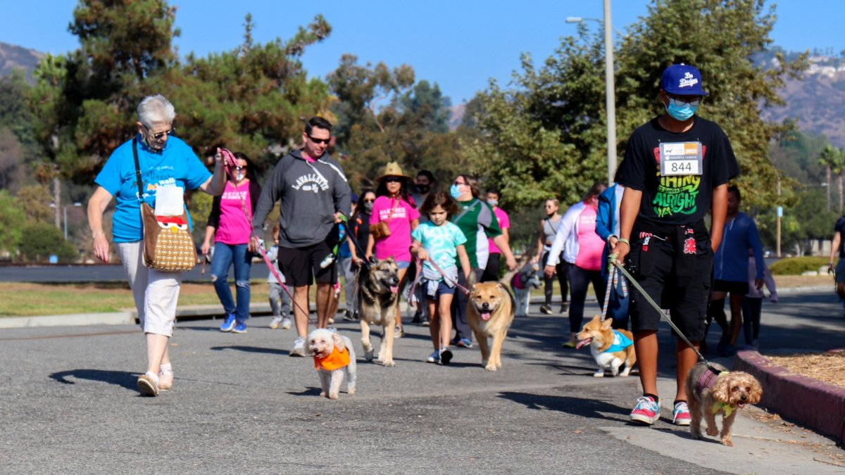 Canines to Trot in the Crown City at the Wiggle Waggle Walk - Vimarsana News