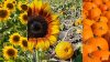 Summer, Meet Fall: Sunflowers and Pumpkins Abound at This OC Field