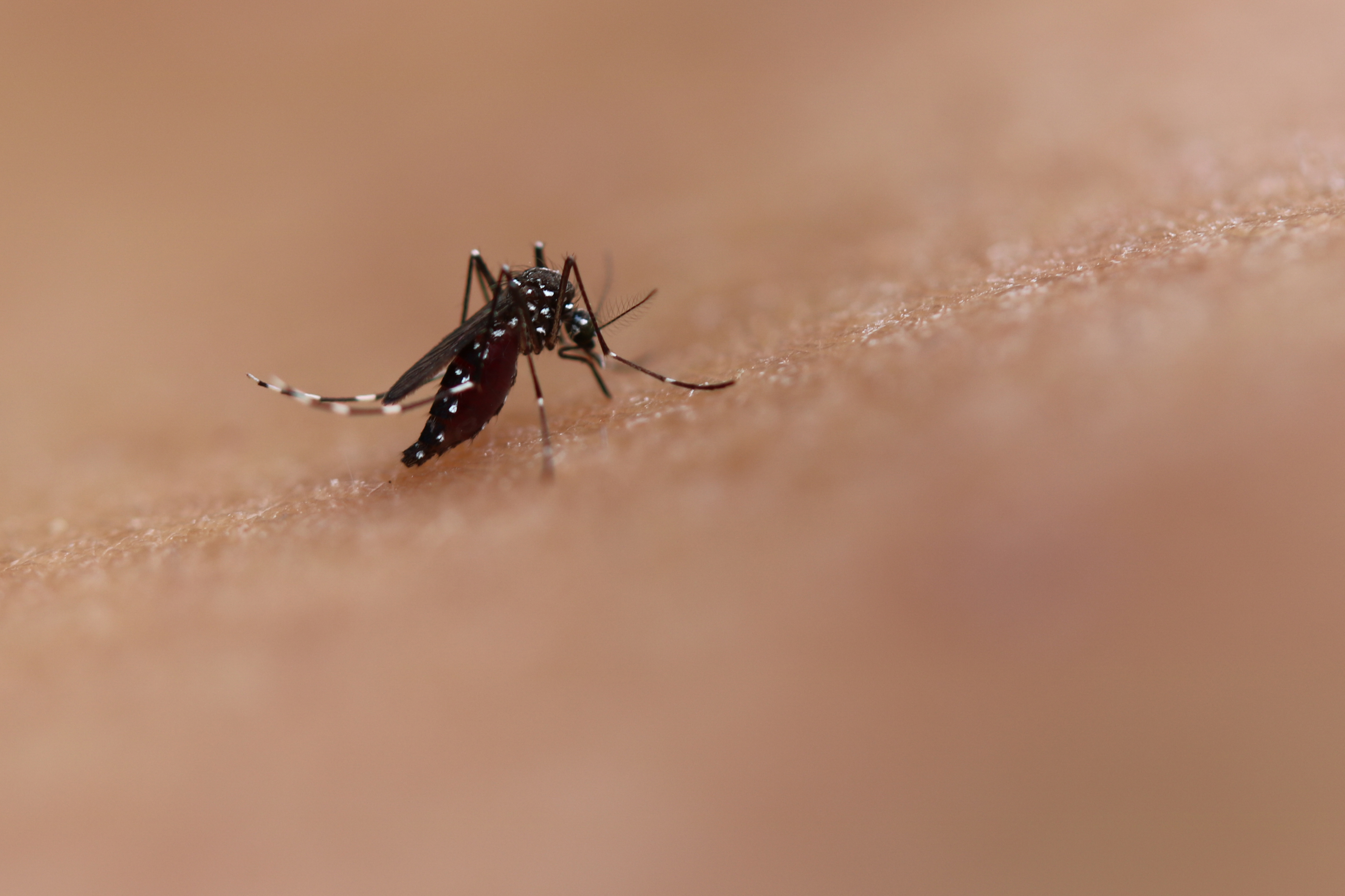 California Mosquito Season: What to Know About Ankle-Biter Mosquitoes – NBC  Los Angeles
