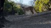 Watch: See Hikers' Close Encounter With Mountain Lion on Malibu Trail