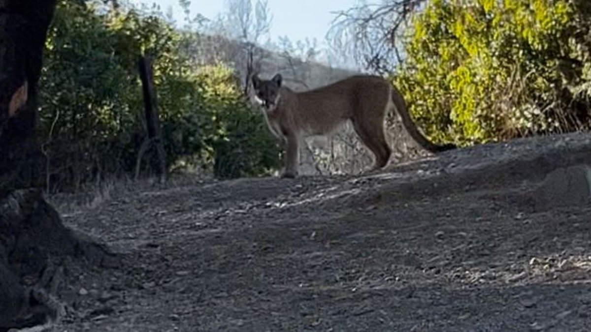 Watch: See Hikers’ Close Encounter With Mountain Lion on Malibu Trail – NBC Southern California