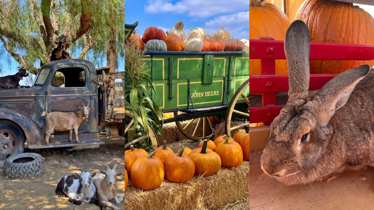 Seasonal Charms Sweeten This Homespun Fall Harvest Fest - Vimarsana News