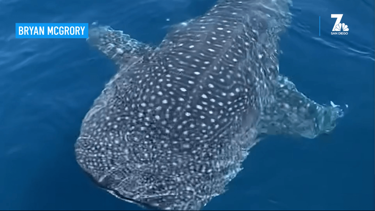 'Once in a Lifetime' Whale Shark Sighting Off the Coast of San Diego – NBC Los Angeles - Vimarsana News