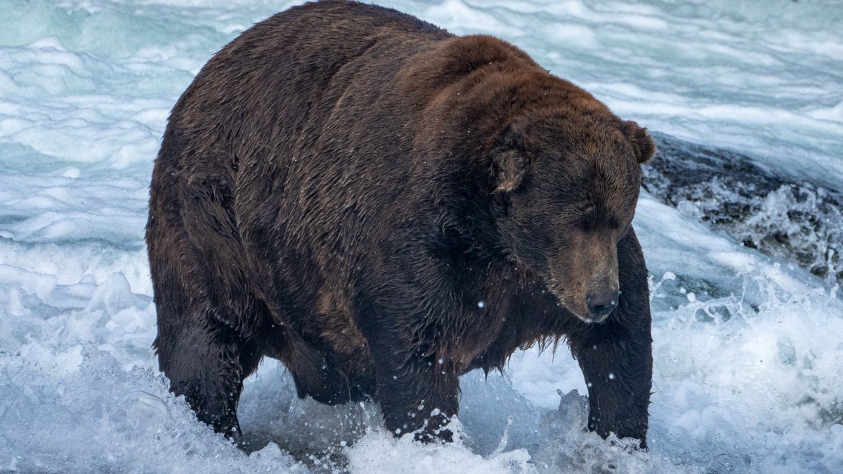Fat Bear Week could be postponed if government shuts down – NBC Los Angeles - Vimarsana News