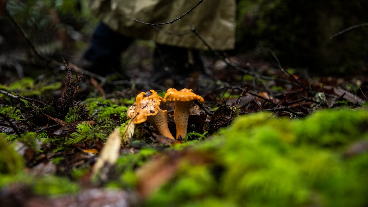 Ride the Merry ‘Mushroom Train’ for Fun, Fungi, and Foodie Joy NBC