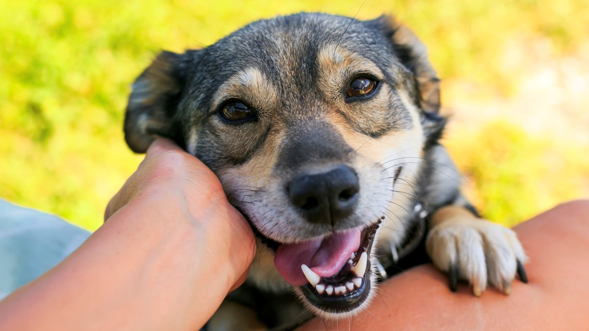 Comedians Will 'Stand Up for Pups' at Annenberg PetSpace – NBC Los Angeles - Vimarsana News