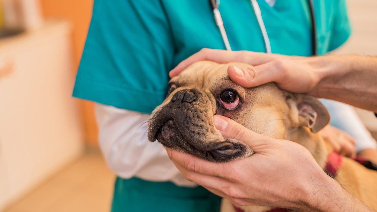 Mobile Vet Clinics in Los Angeles Make Pet Care More Convenient NBC