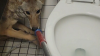 Coyote Wanders Into a Middle School Bathroom in Riverside