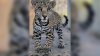 Riverside County Man Among 2 Charged With Trafficking Jaguar Cub