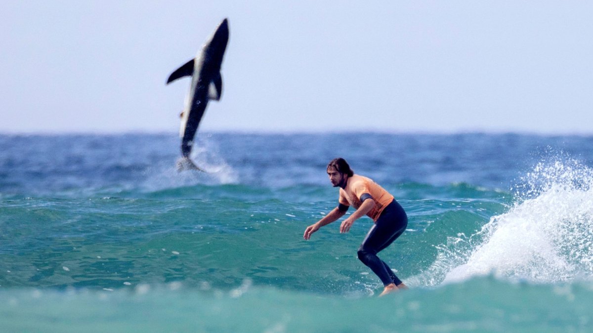 Spectacular Flying Shark Photo Captures Internet’s Attention