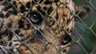 Senda Verde wildlife sanctuary in Bolivia