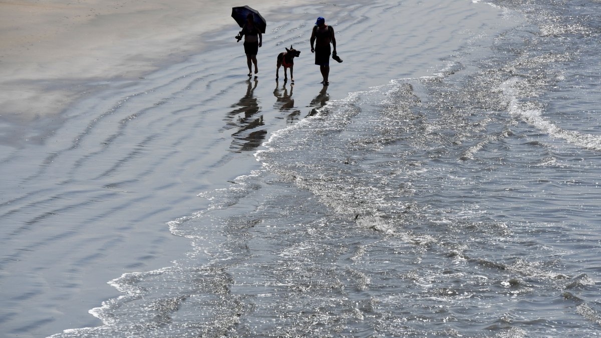Don’t Go Swimming Today Rainwater Filled With Bacteria Might Make You
