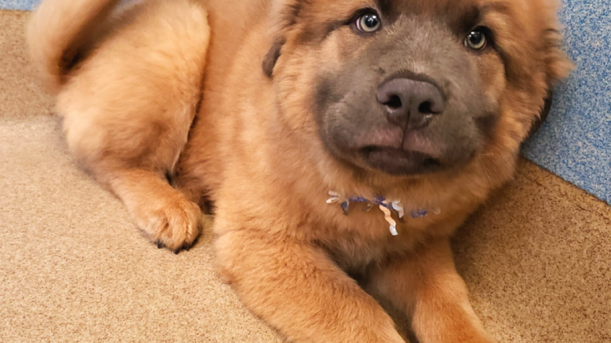 Clear the Shelters Particpant Animal Friends of the Valleys Unveils a Brand New Spay/Neuter