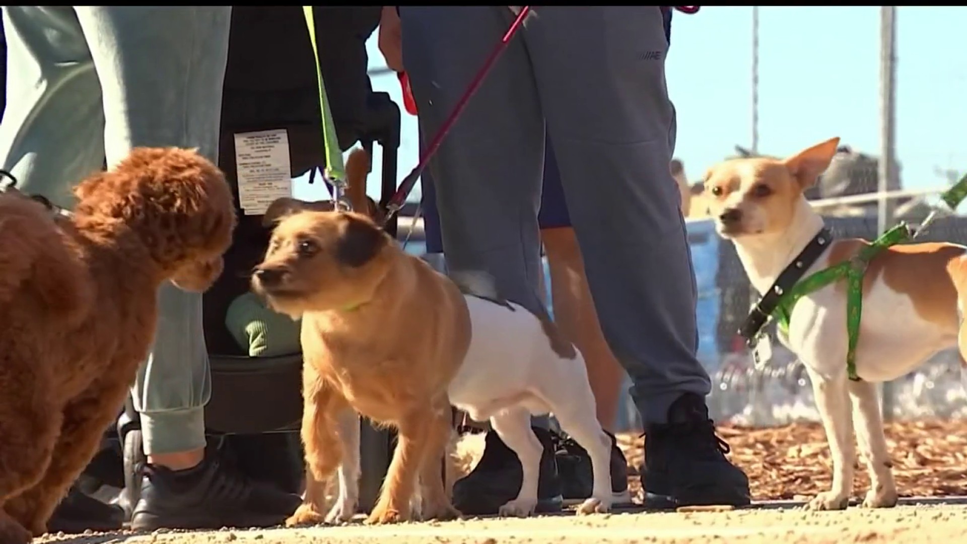 South LA Celebrates Opening of Its First Dog Park