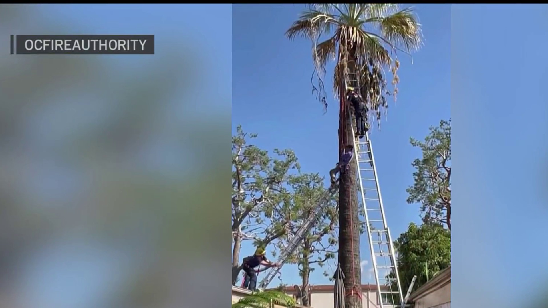 Tree surgeon hanging from rope and clampons trimming palm tree in