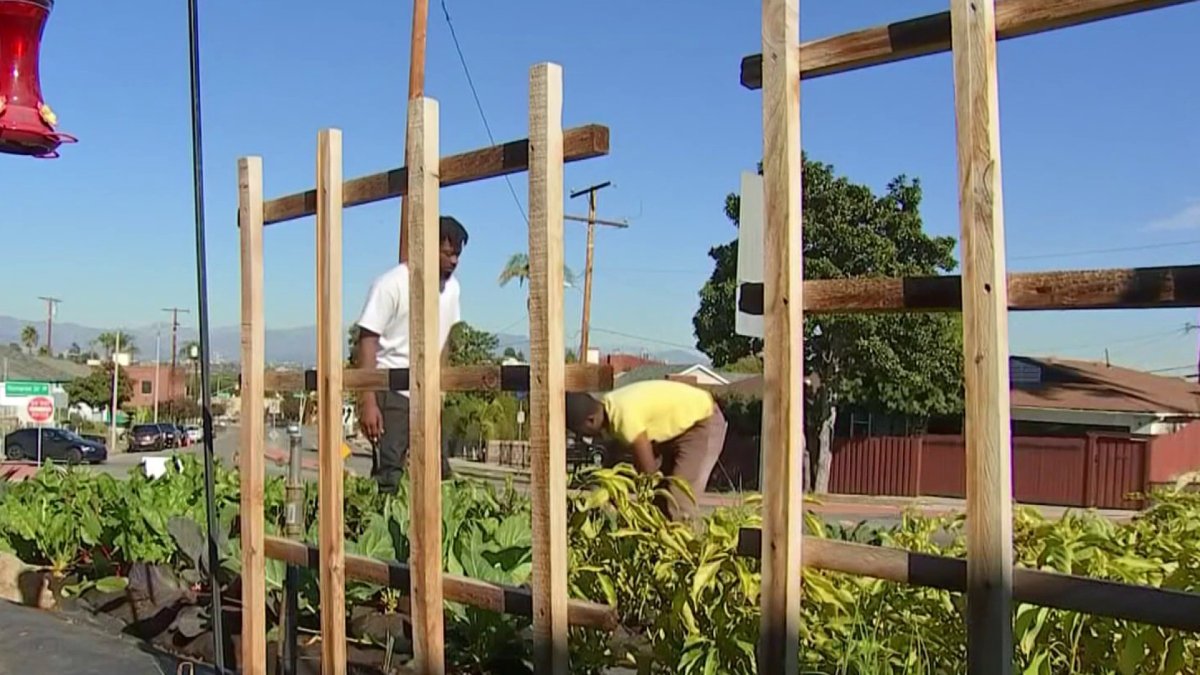 Leimert Park Residents Turn Their Front Lawns Into Vegetable Gardens