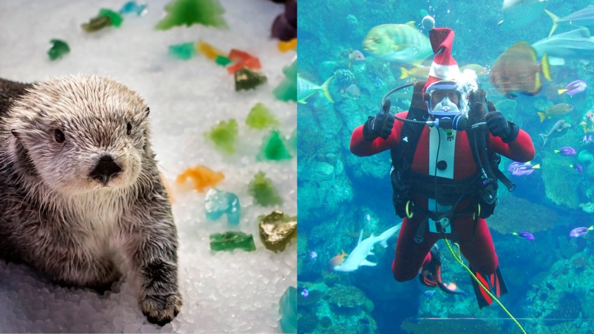 Santa Diver, 'snow,' and splashy fun: Celebrate the Aquarium Holidays in Long Beach – NBC Los Angeles - Vimarsana News