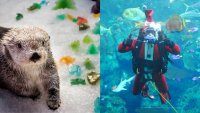 Santa Diver to Ho, Ho, Ho in the Aquarium's H2O