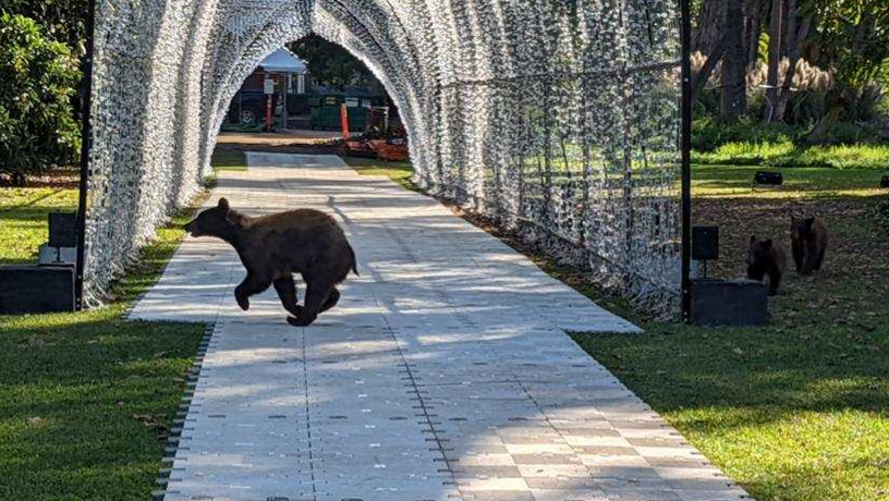 Photo of Three Bears Roam Through Gardens at LA Arboretum in Arcadia