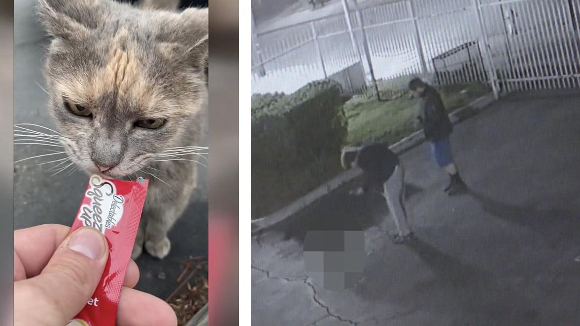 Psychopaths. Video Shows 2 Men Shoot, Stab Stray Cat to Death in Pomona