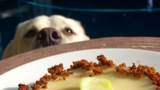 A dog looks up at a plate of food.